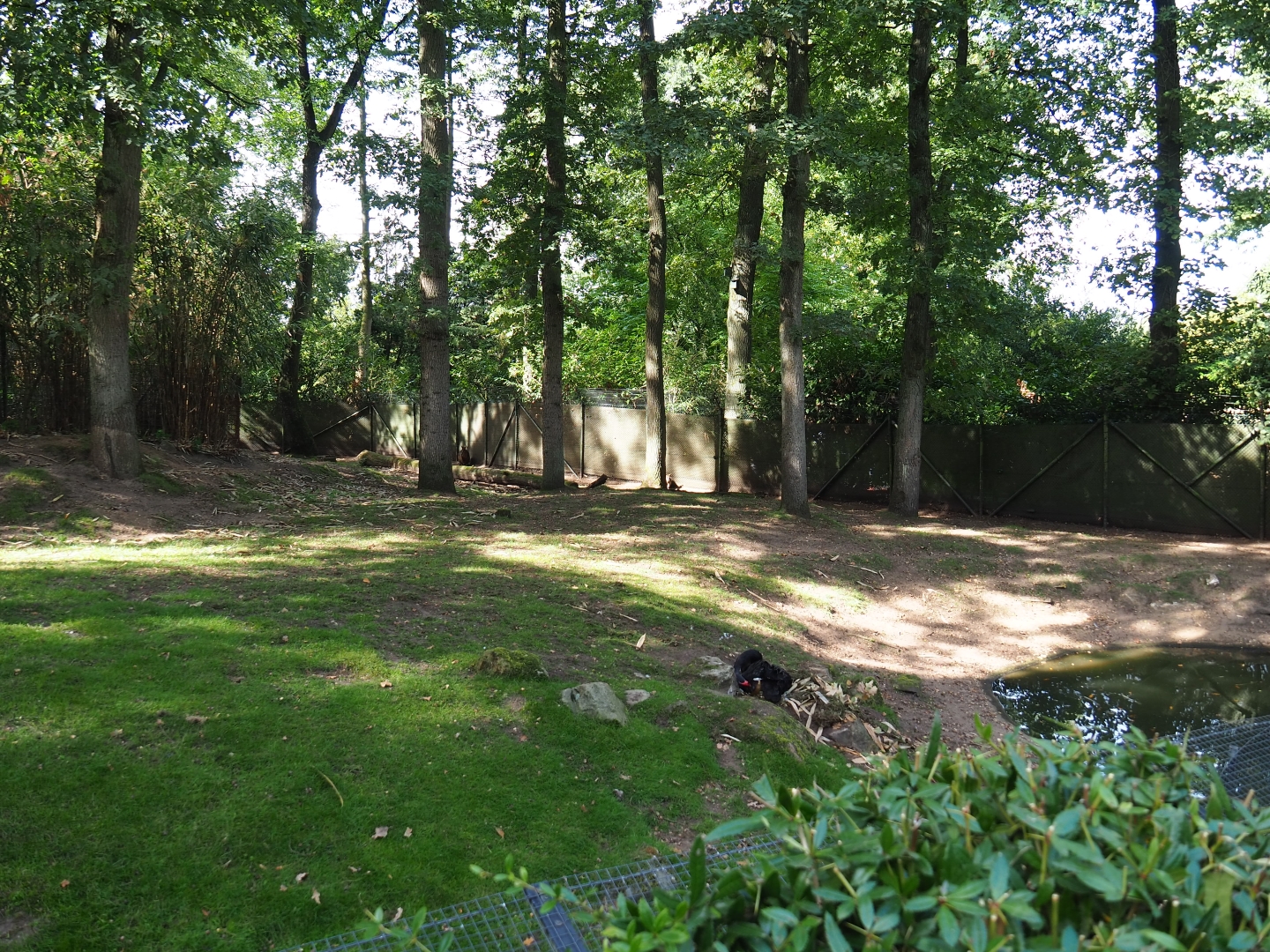 Swamp wallaby - Black swan exhibit (Sep 16th, 2018)