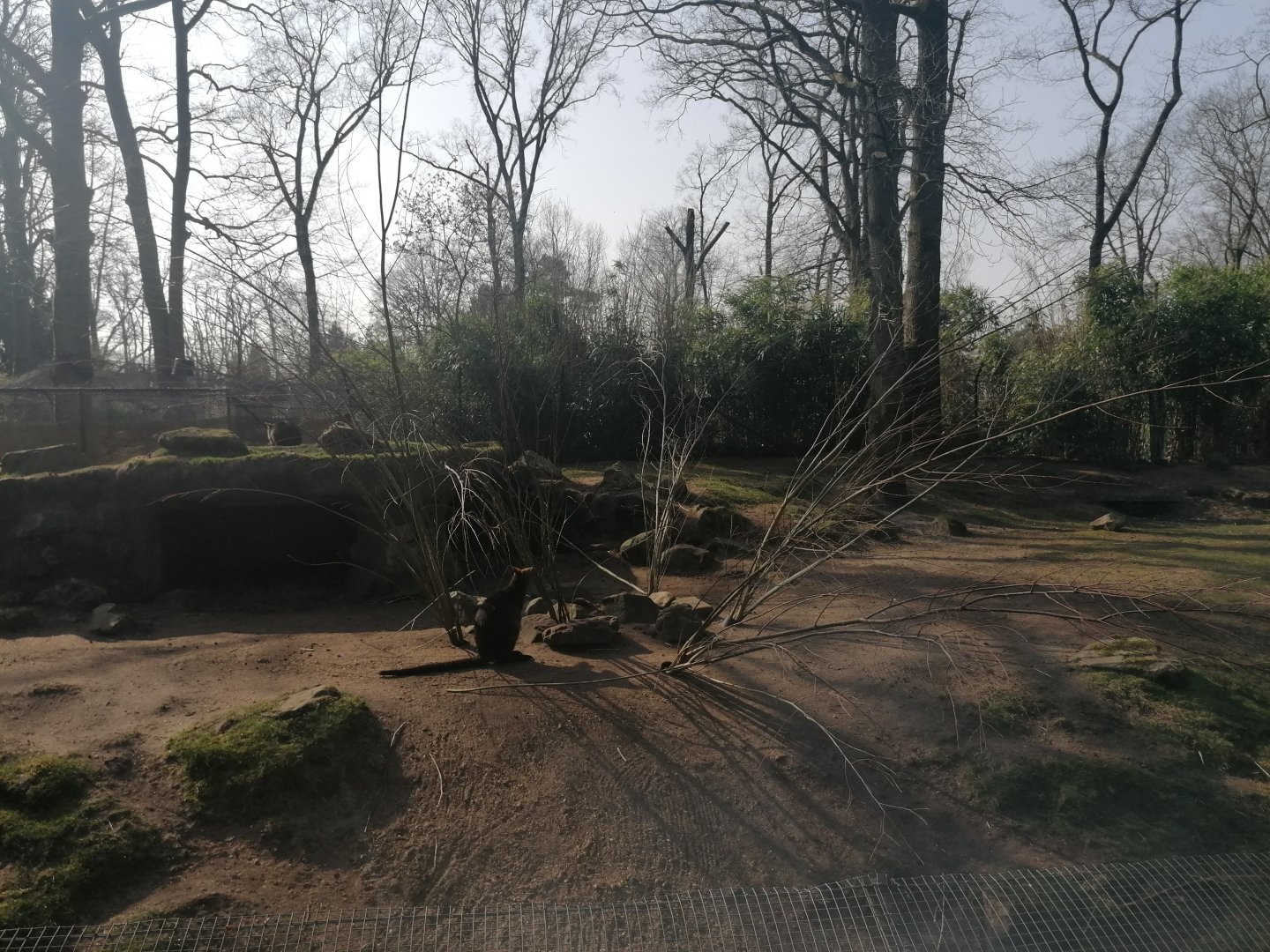 Swamp Wallaby Browse enrichment (?)