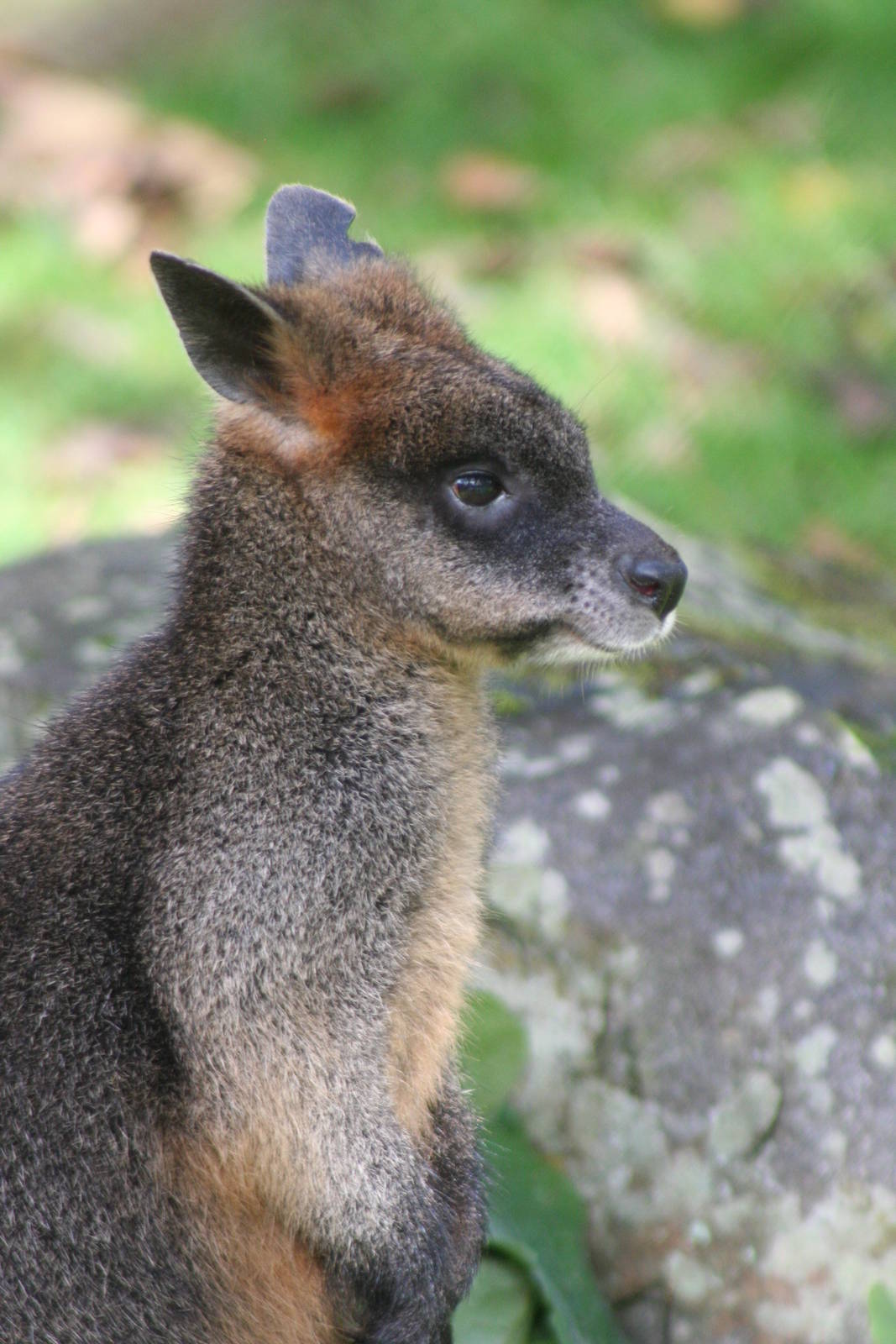 Swamp Wallaby @ Edinburgh; 19.10.2014