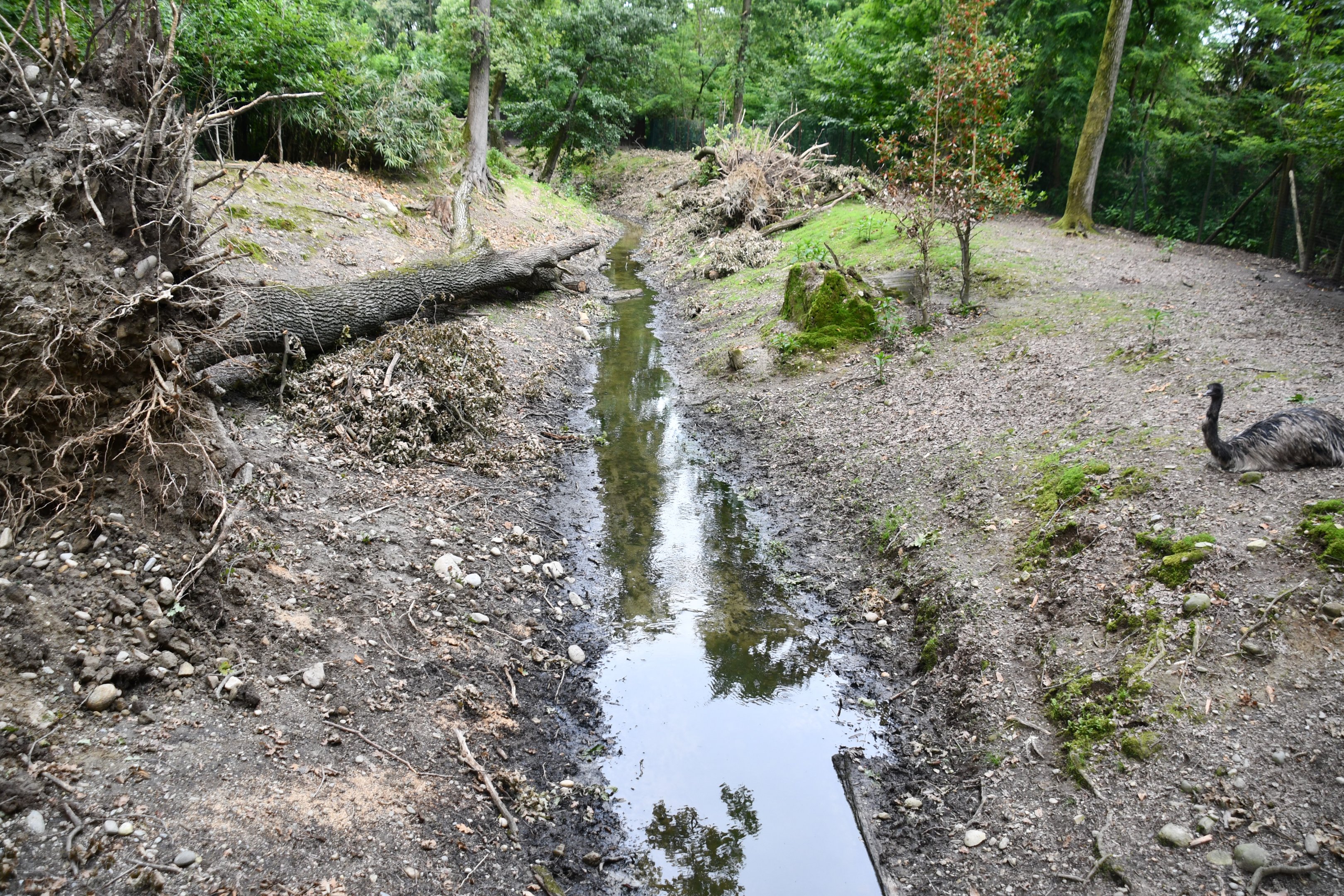 Swamp Wallaby/Emu exhibit