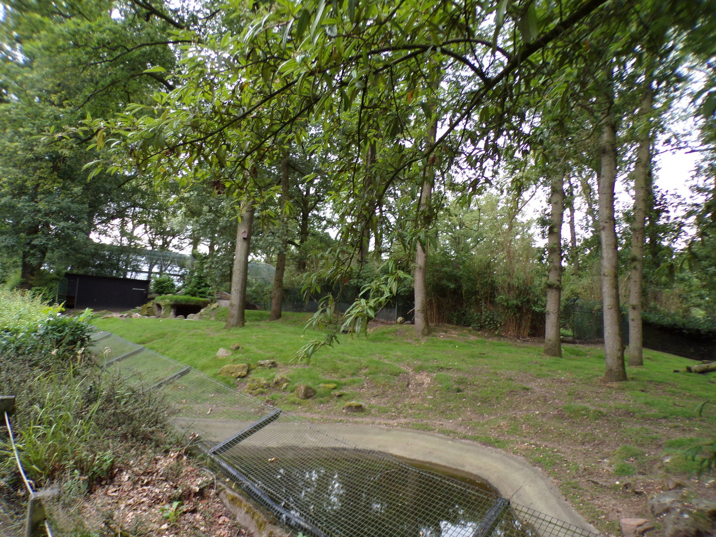 Swamp wallaby enclosure 6.7.23