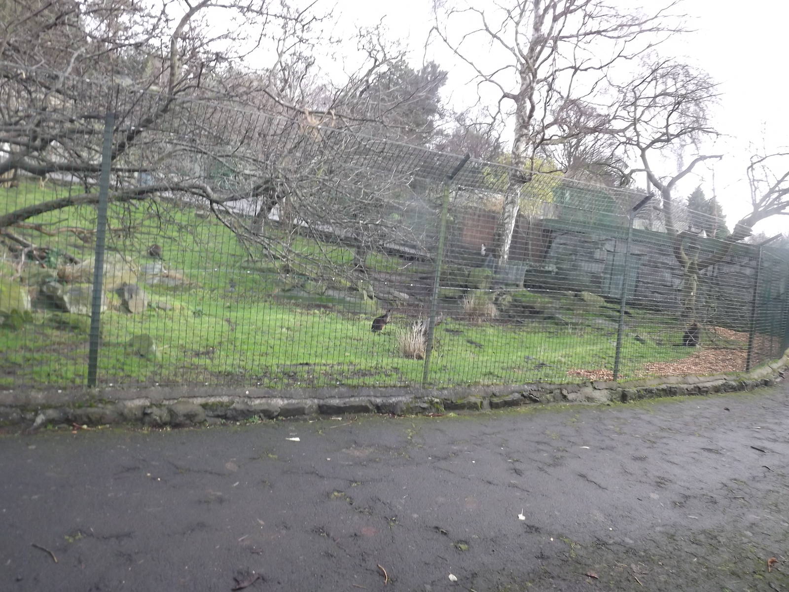 Swamp wallaby enclosure at Edinburgh Zoo 28/12/11