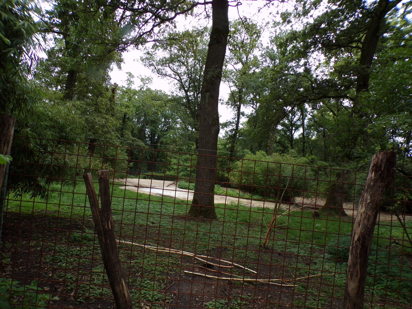 Swamp wallaby enclosure (Formerly flamingo) 6.7.23