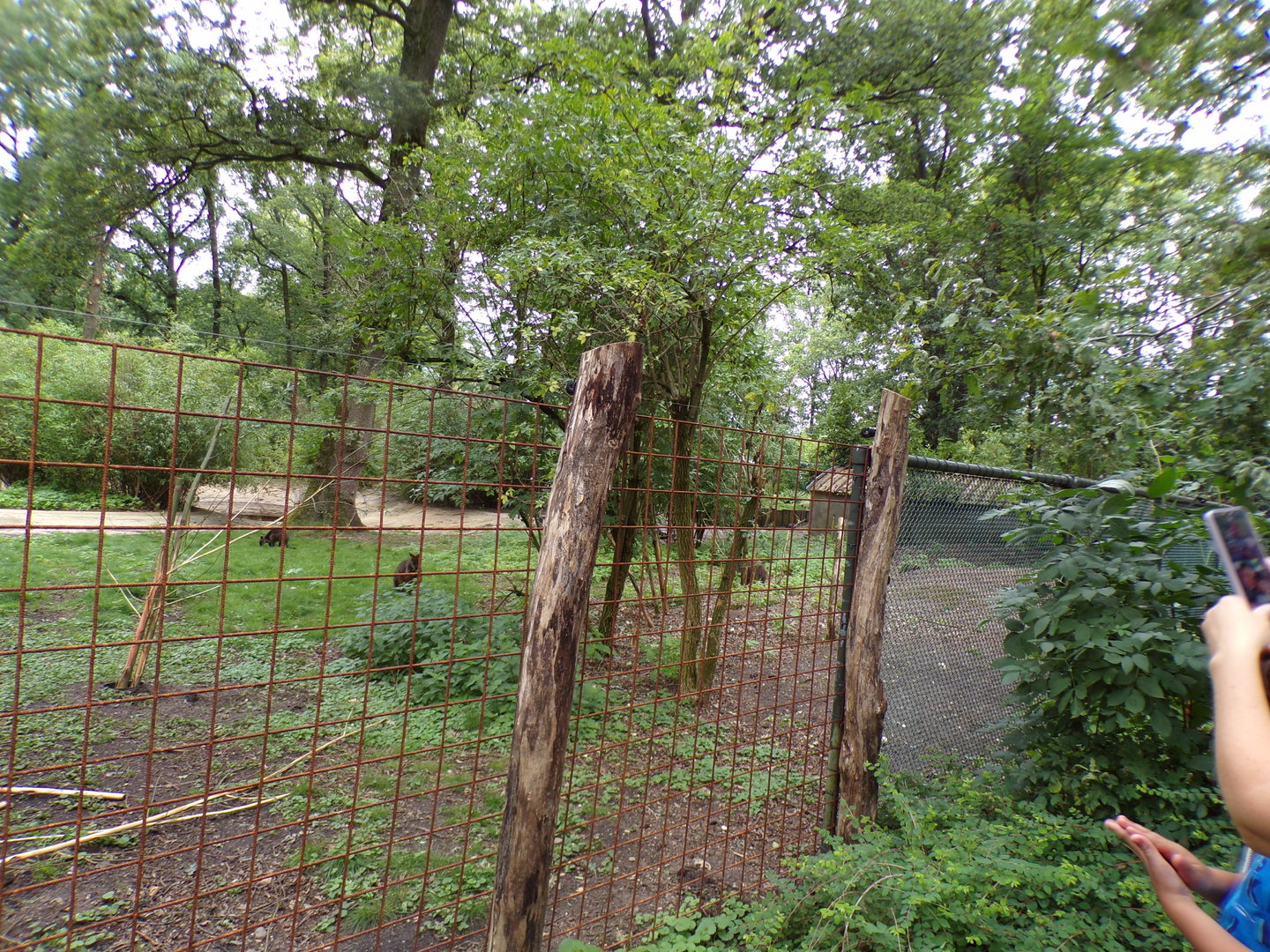 Swamp wallaby enclosure (Formerly flamingo) 6.7.23