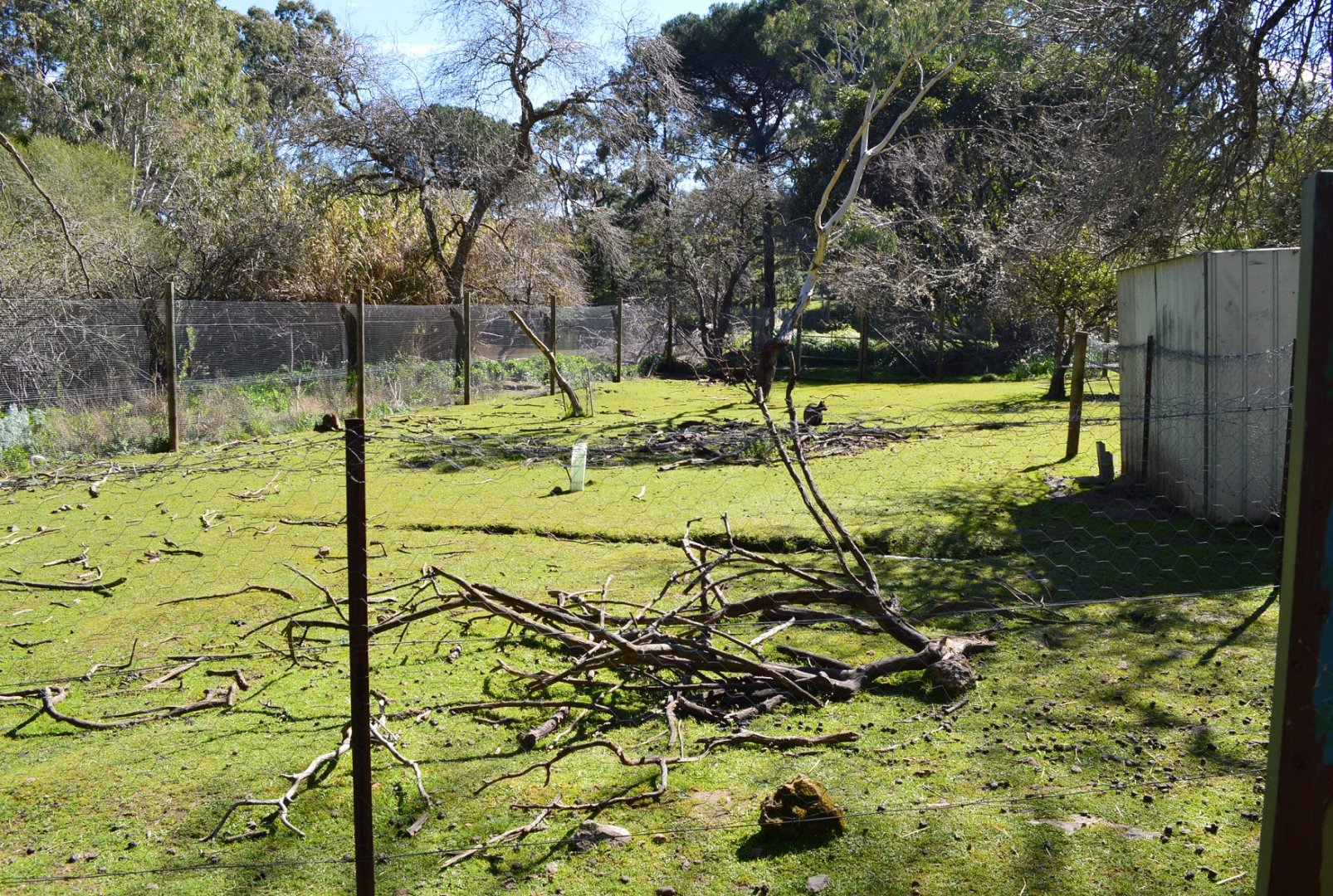 Swamp Wallaby Enclosure - Humbug Scrub
