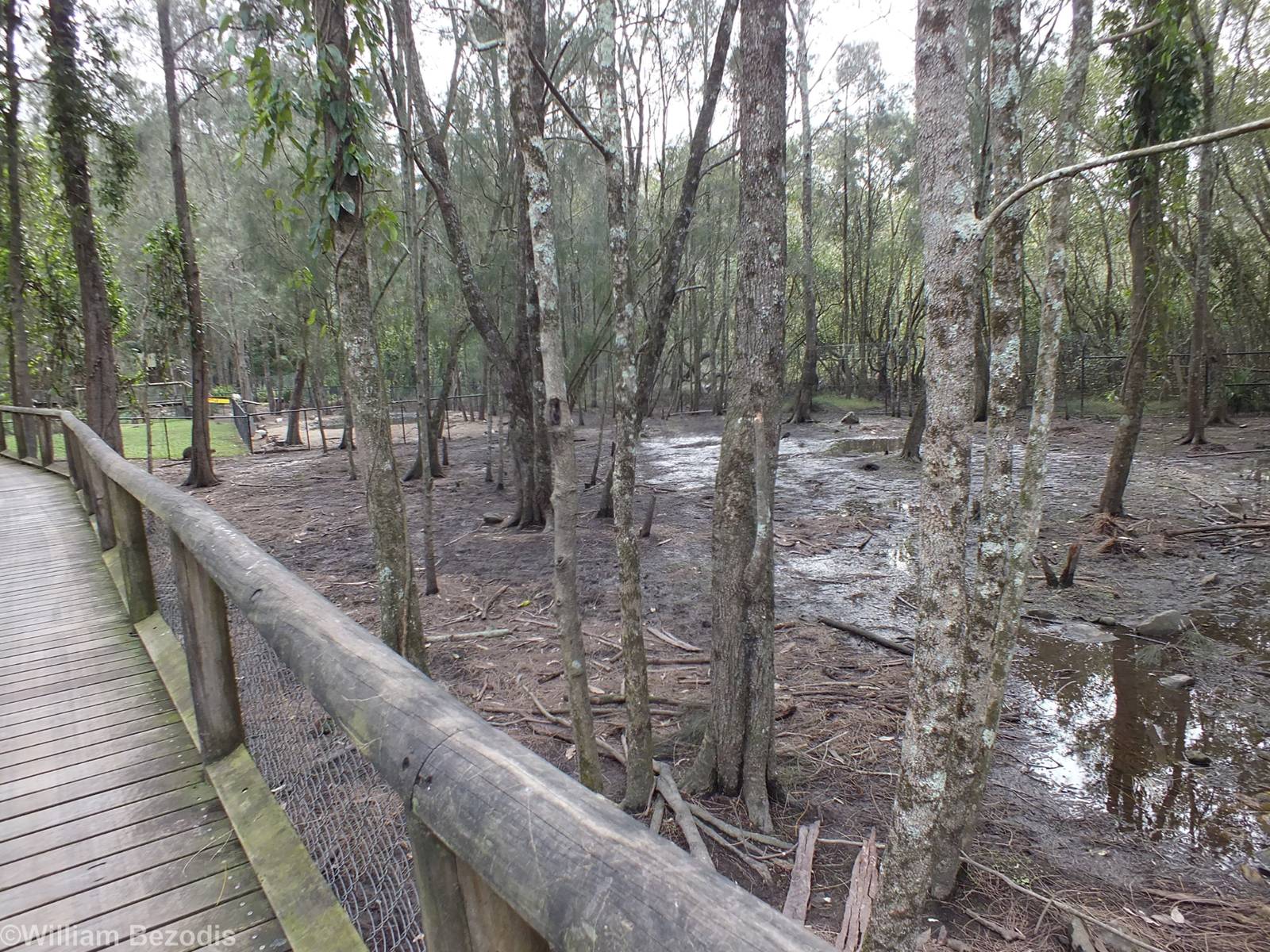 Swamp Wallaby Enclosure