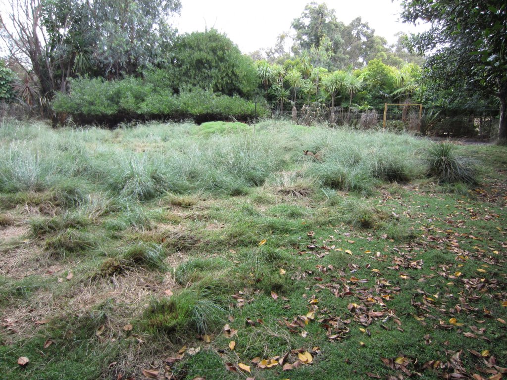 Swamp Wallaby enclosure