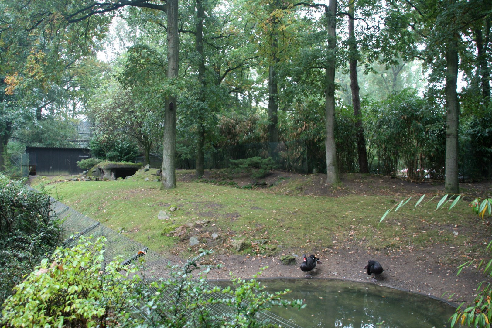 Swamp wallaby enclosure
