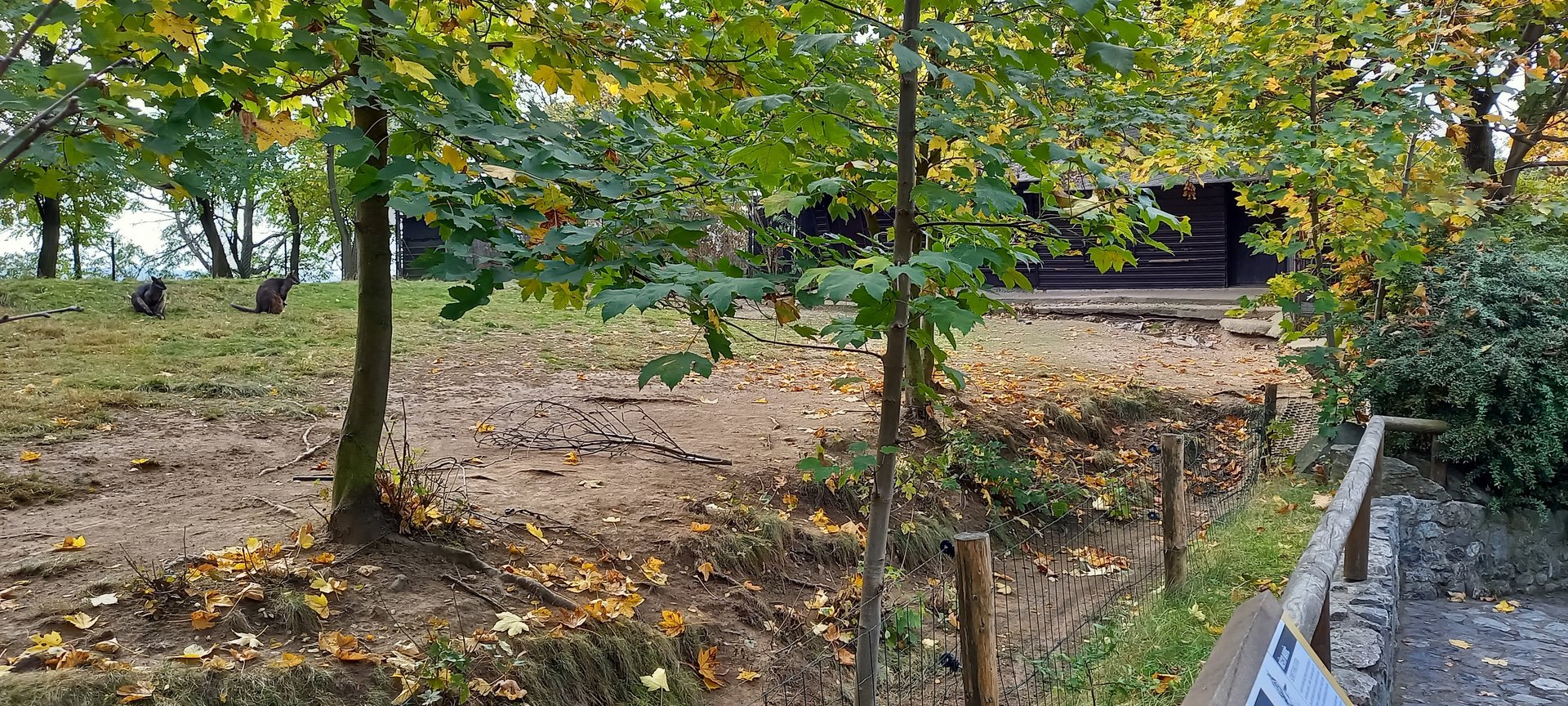 Swamp wallaby enclosure