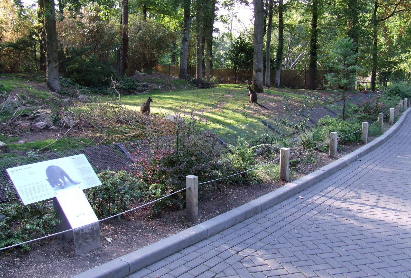 Swamp Wallaby enclosure