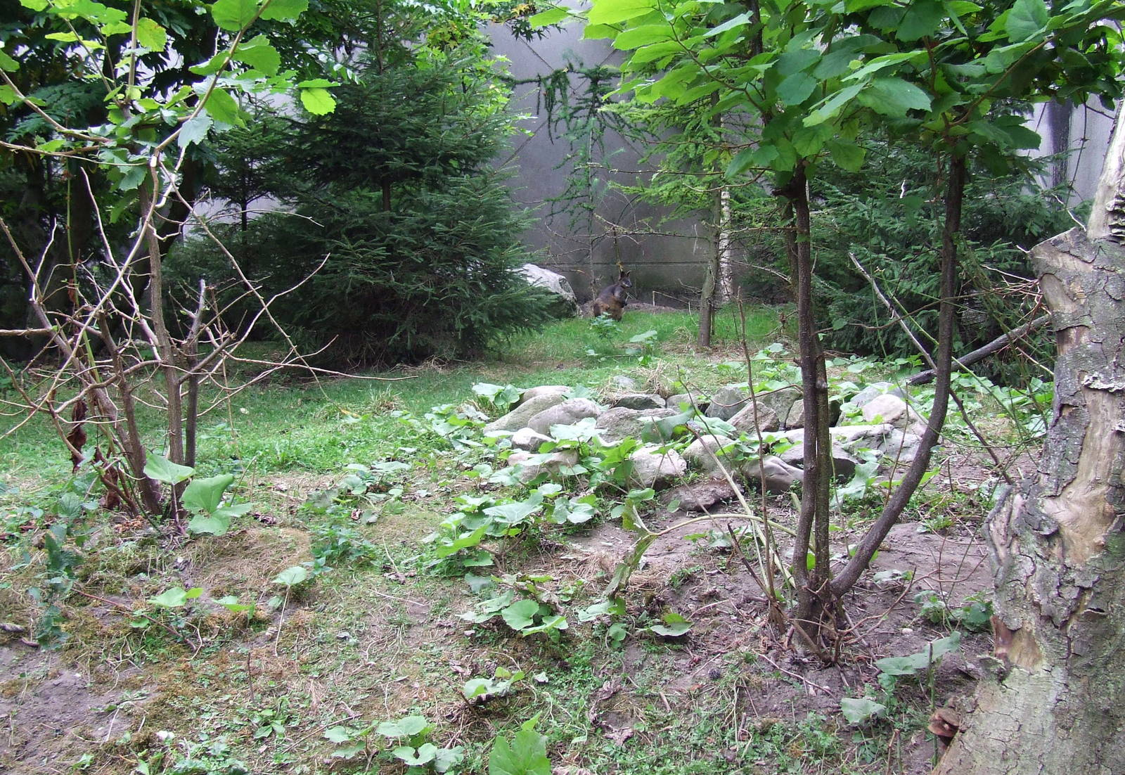 Swamp Wallaby enclosure
