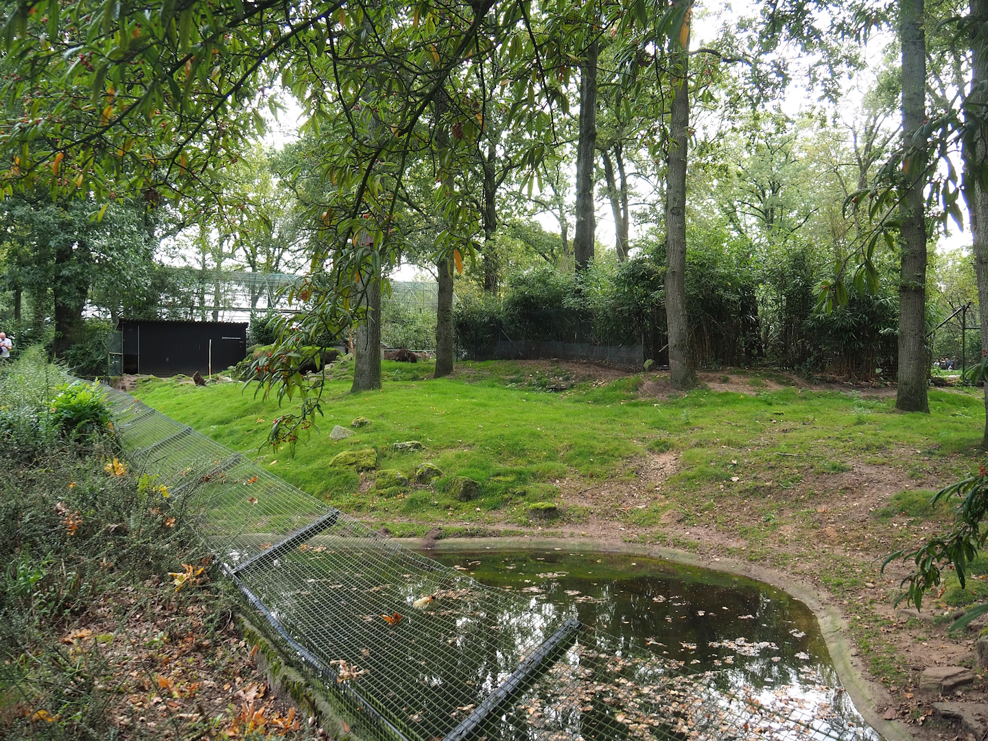 Swamp wallaby exhibit, 2023-10-07