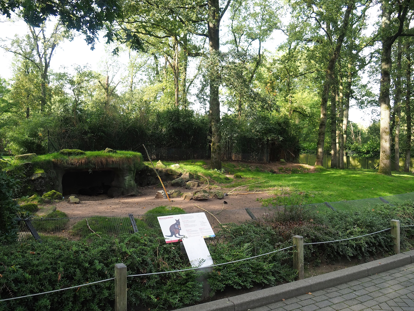 Swamp wallaby exhibit, 2023-10-07