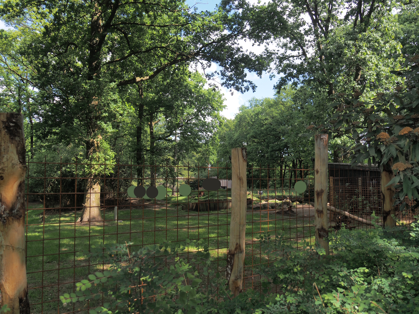 Swamp wallaby exhibit, 2025-05-17