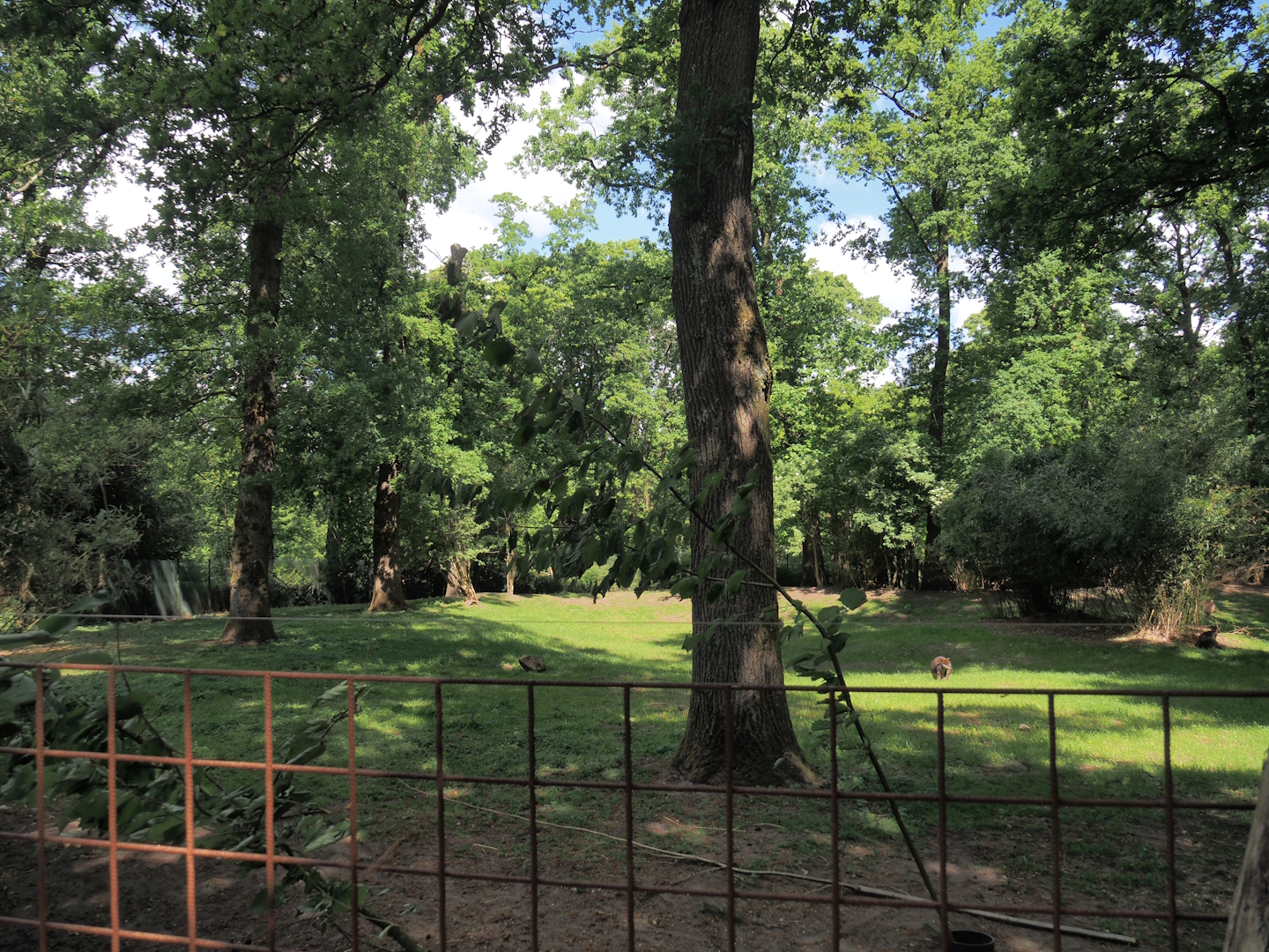 Swamp wallaby exhibit, 2025-05-17