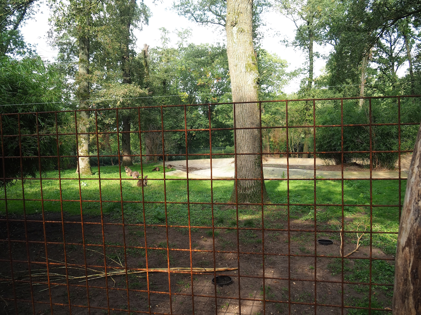 Swamp wallaby exhibit expanded with former flamingo exhibit, 2023-10-07