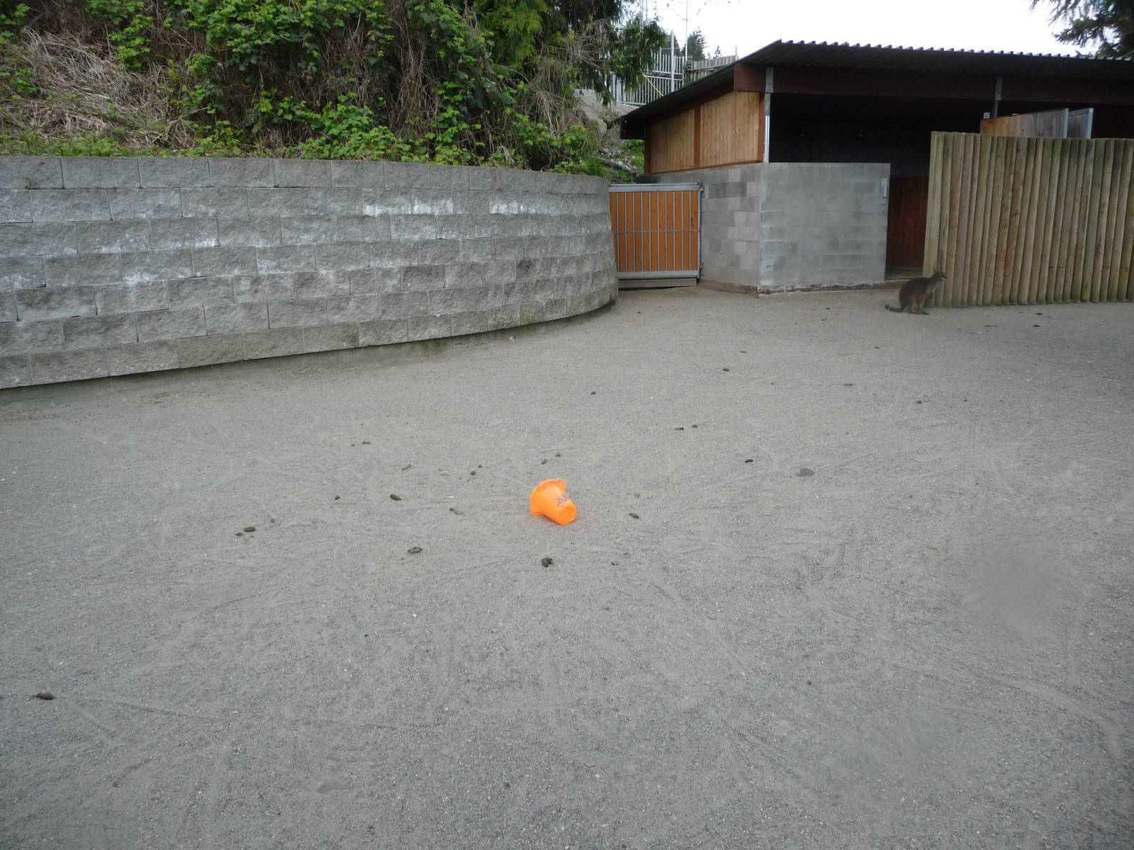 Swamp Wallaby Exhibit