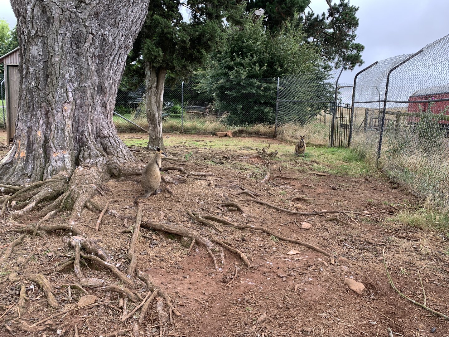 Swamp Wallaby Exhibit