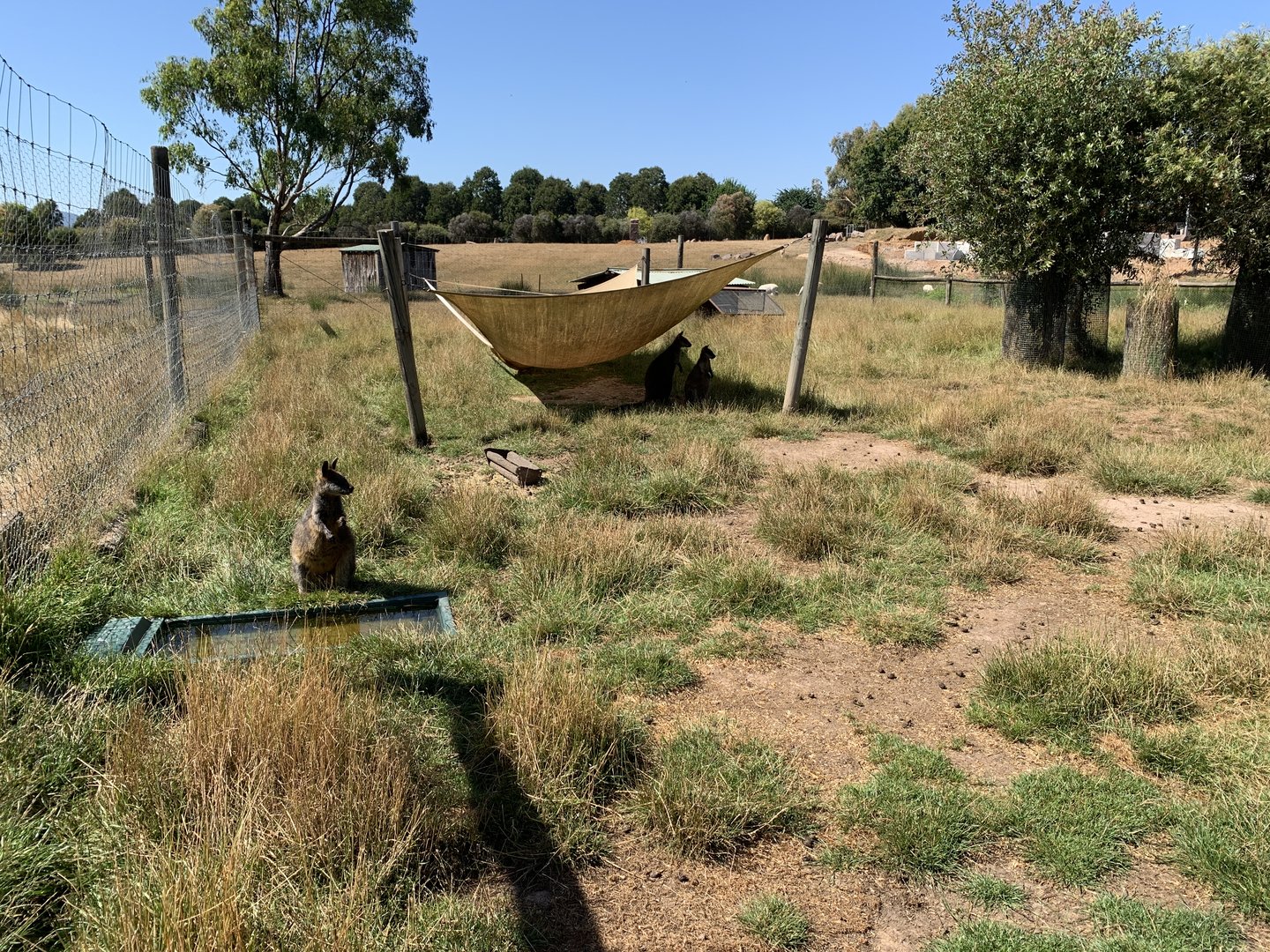 Swamp Wallaby Exhibit