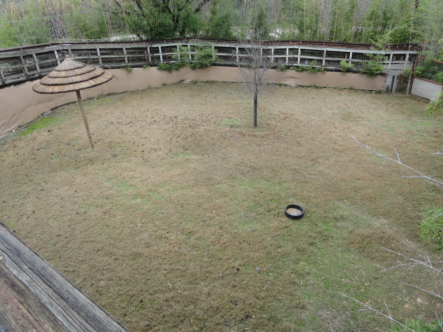 Swamp Wallaby Exhibit