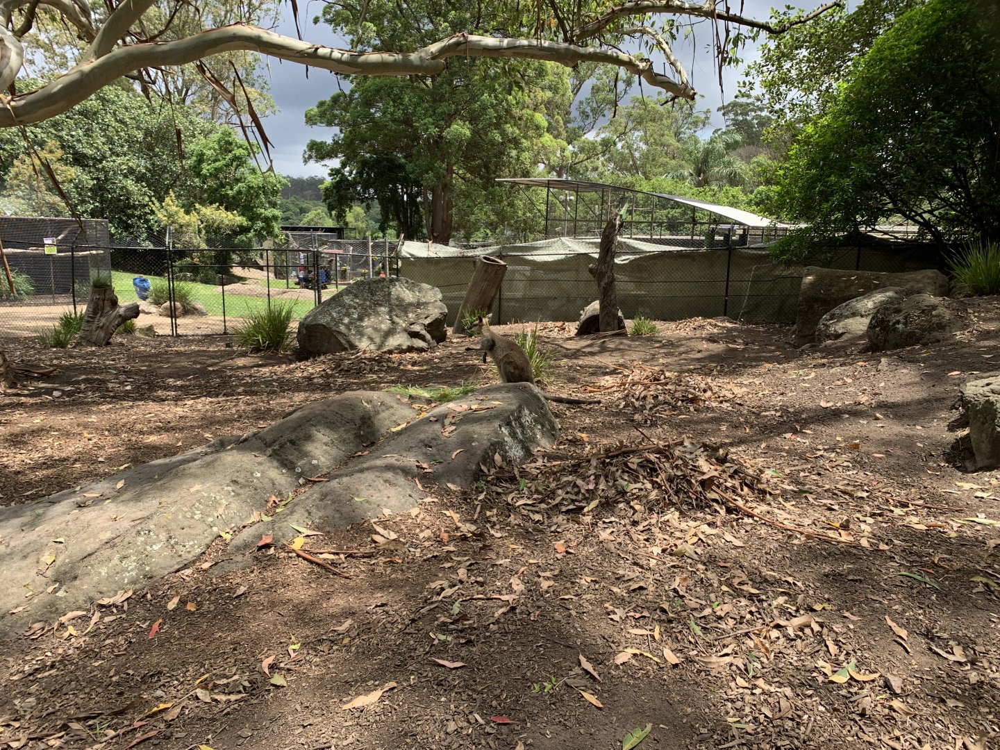 Swamp Wallaby Exhibit