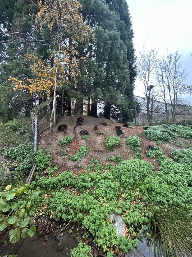 Swamp wallaby exhibit