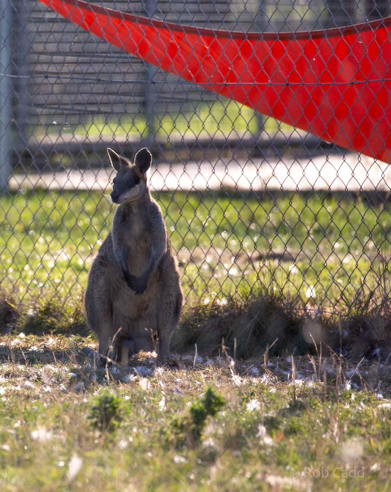 Swamp wallaby : Hamerton : 02 Sep 2018