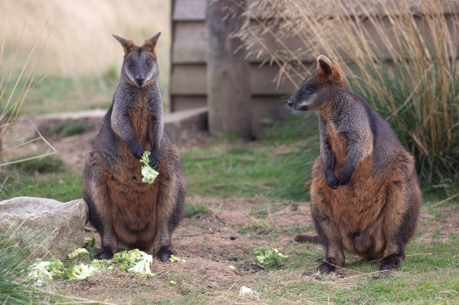 Swamp wallaby : Hamerton : 08 Sep 2018