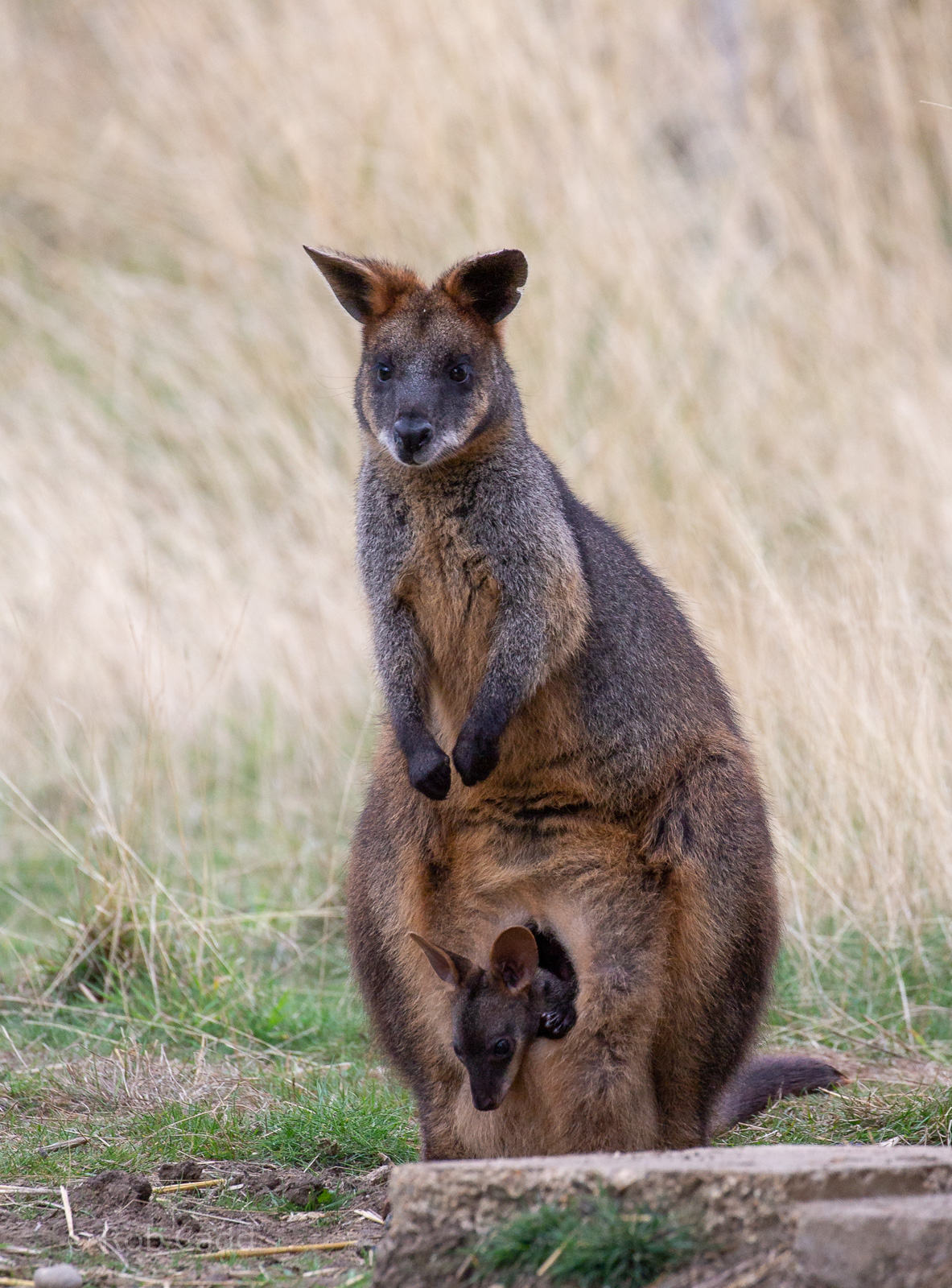 Swamp wallaby : Hamerton : 08 Sep 2018