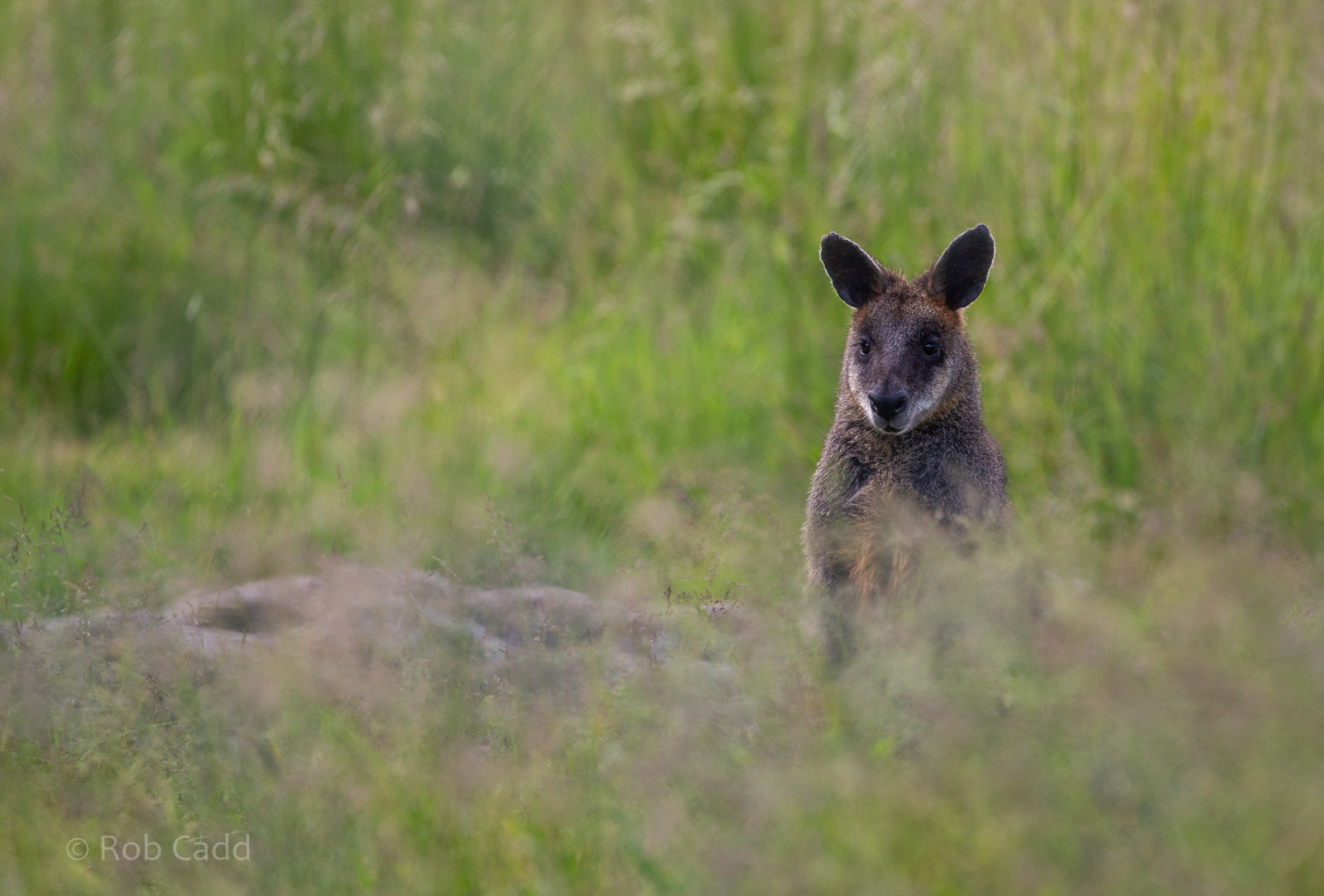 Swamp wallaby : Hamerton : 15 Jun 2018
