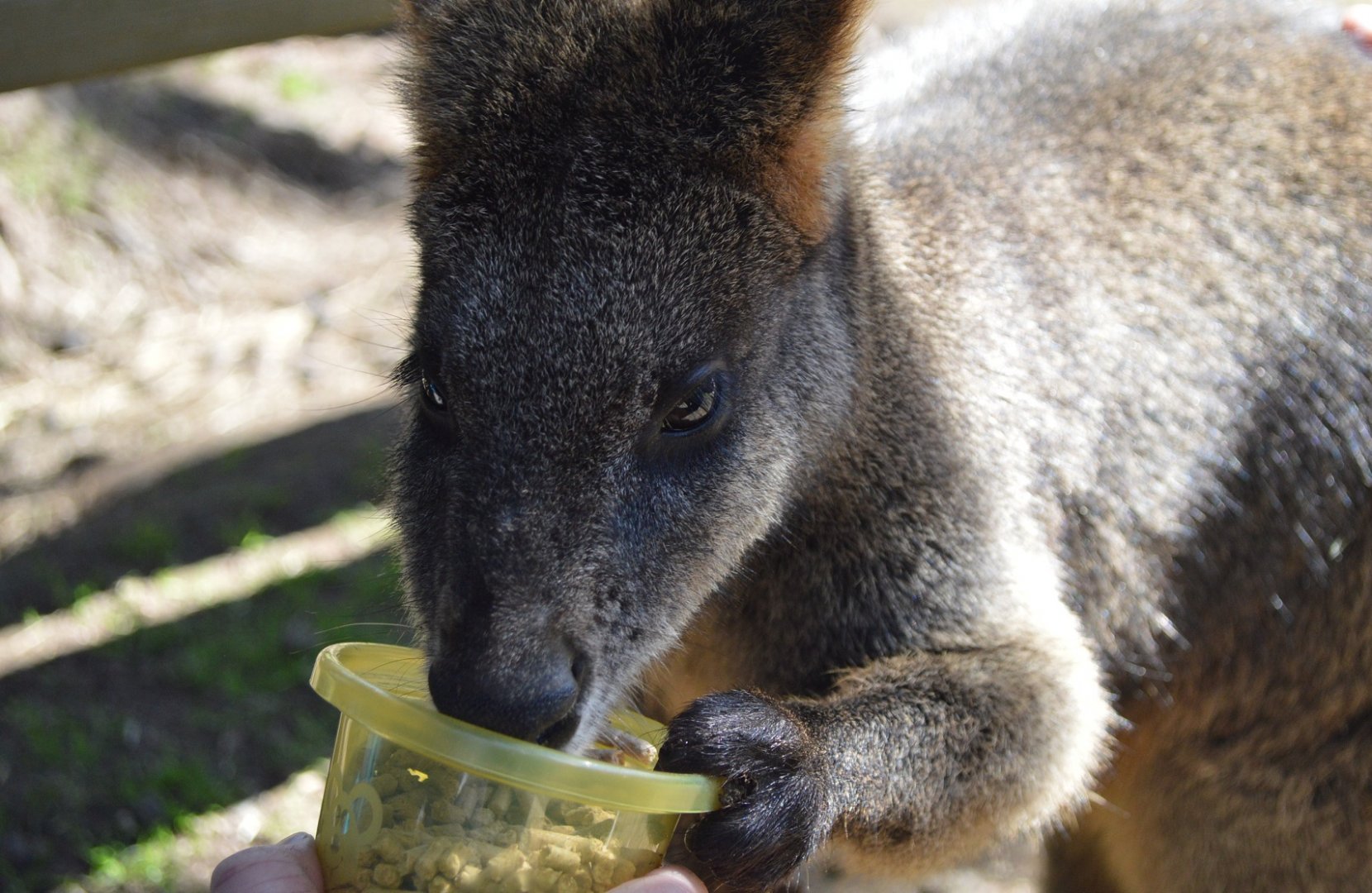 Swamp Wallaby - Humbug Scrub