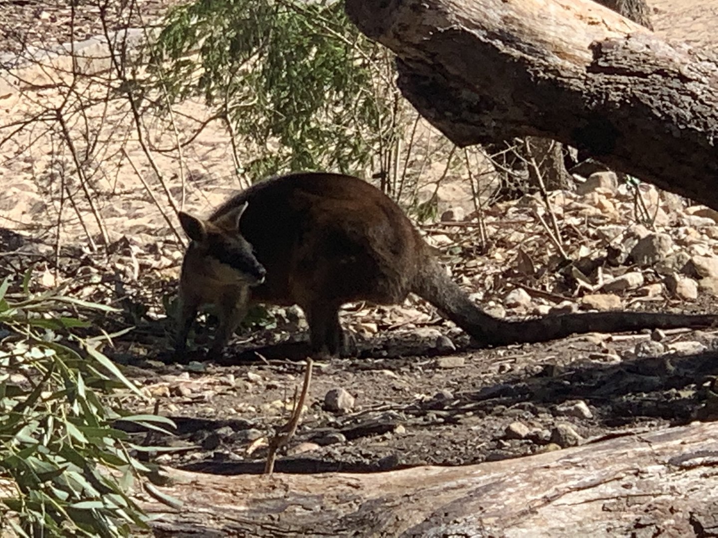 Swamp Wallaby in Buru Nura walkthrough