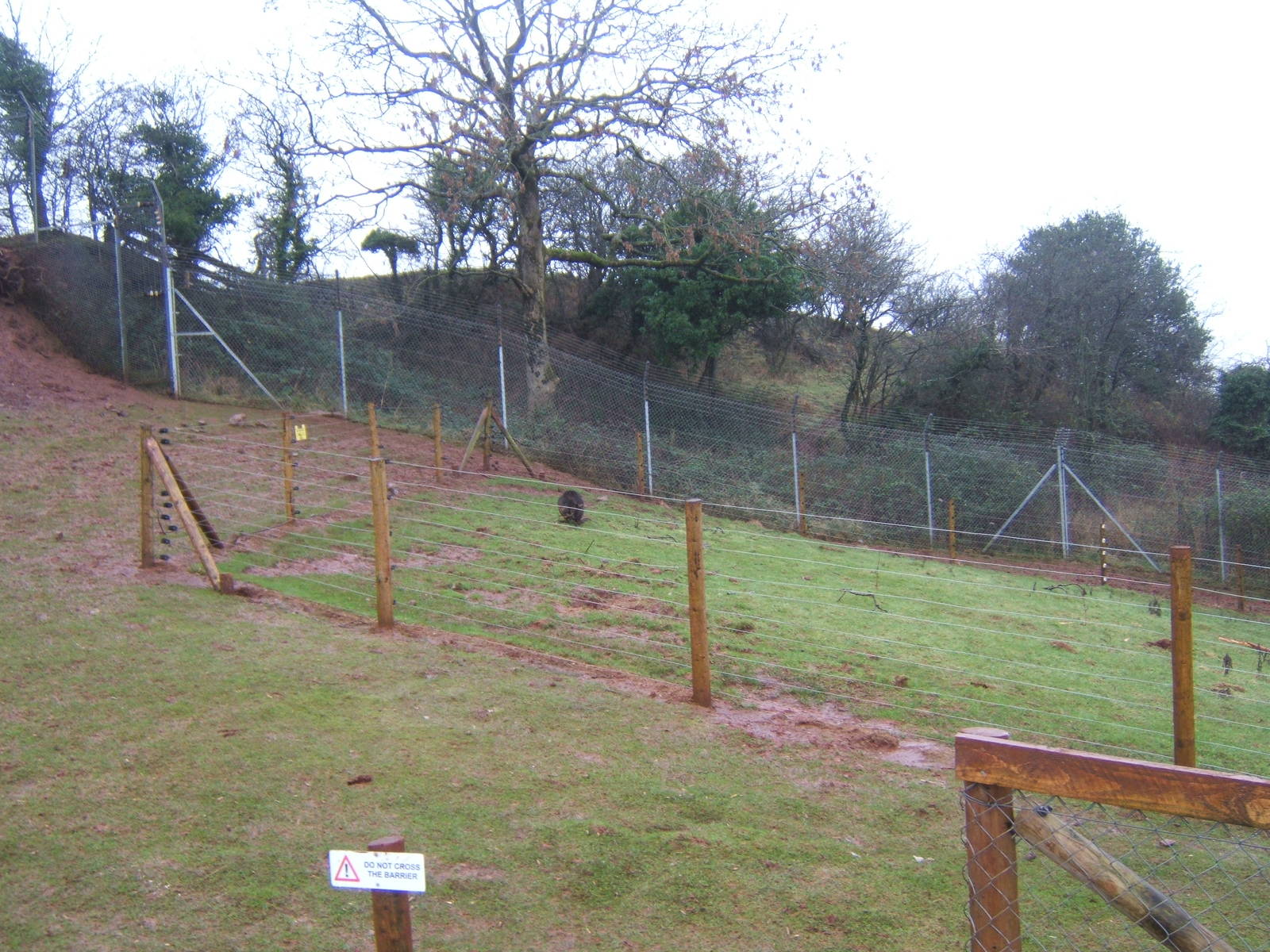 Swamp Wallaby in Spectacled Bear enclosure