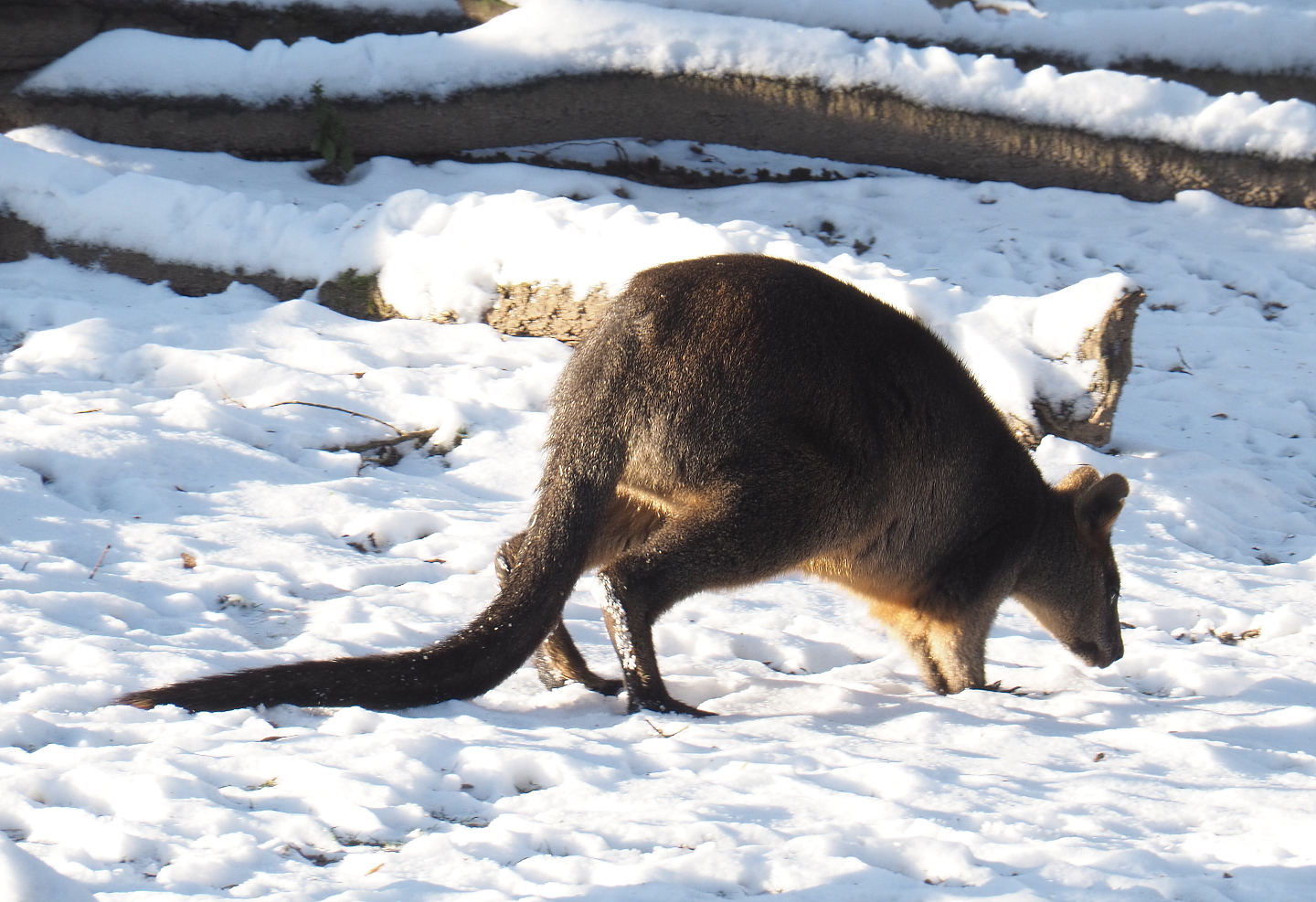Swamp wallaby in the snow (Wallabia bicolor), 2021-02-14