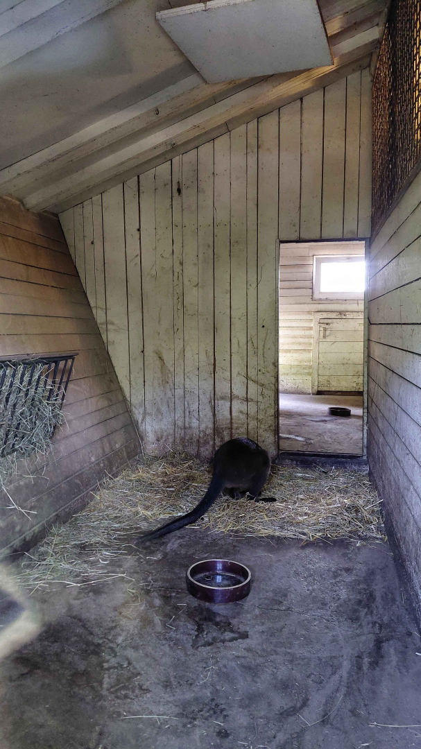 Swamp wallaby indoor exhibit