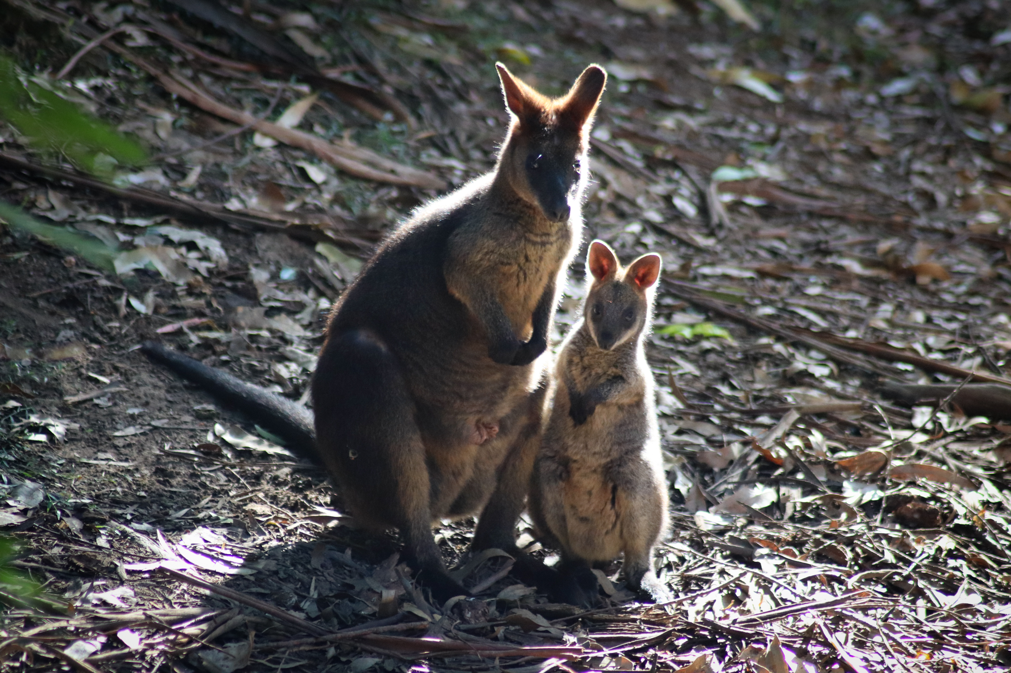 Swamp Wallaby Joey and Adult (Wallabia bicolor)