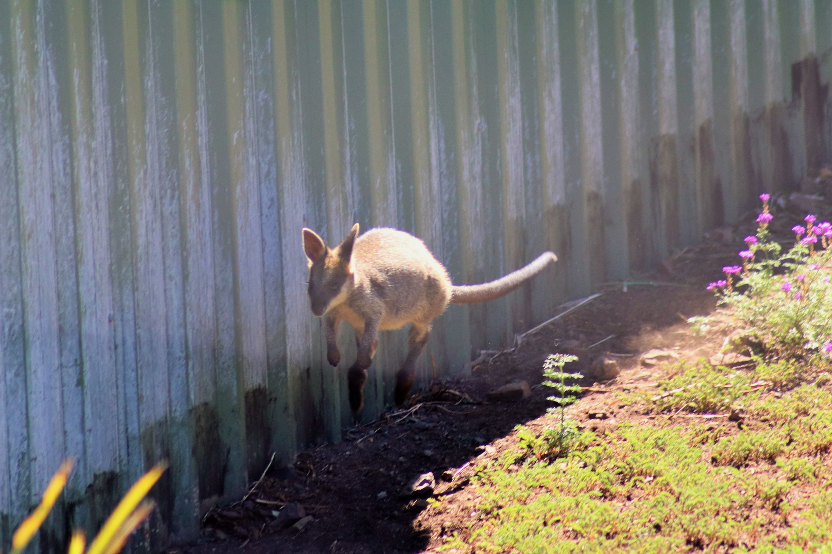 Swamp Wallaby Joey (Wallabia bicolor)