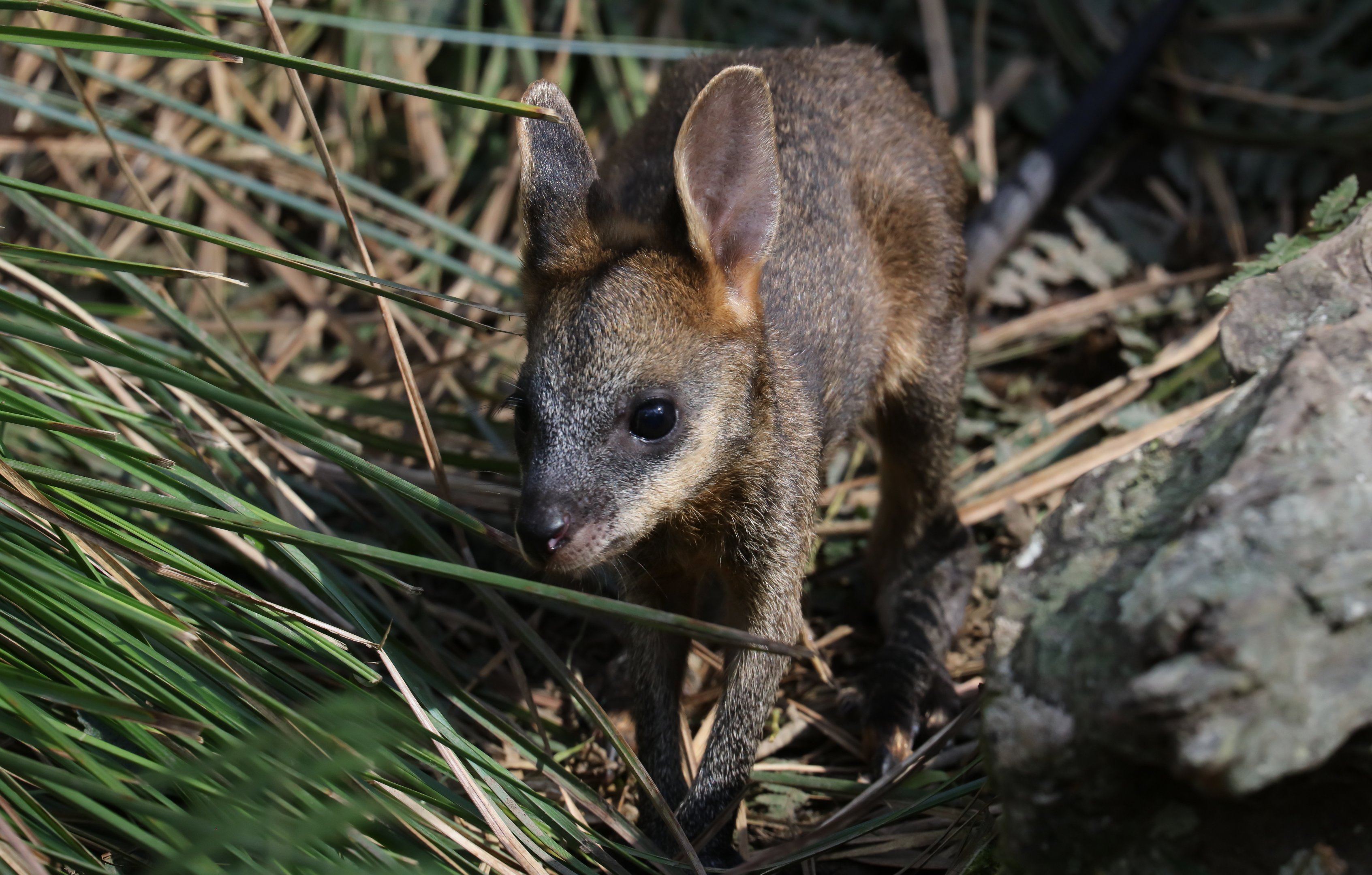 Swamp Wallaby joey
