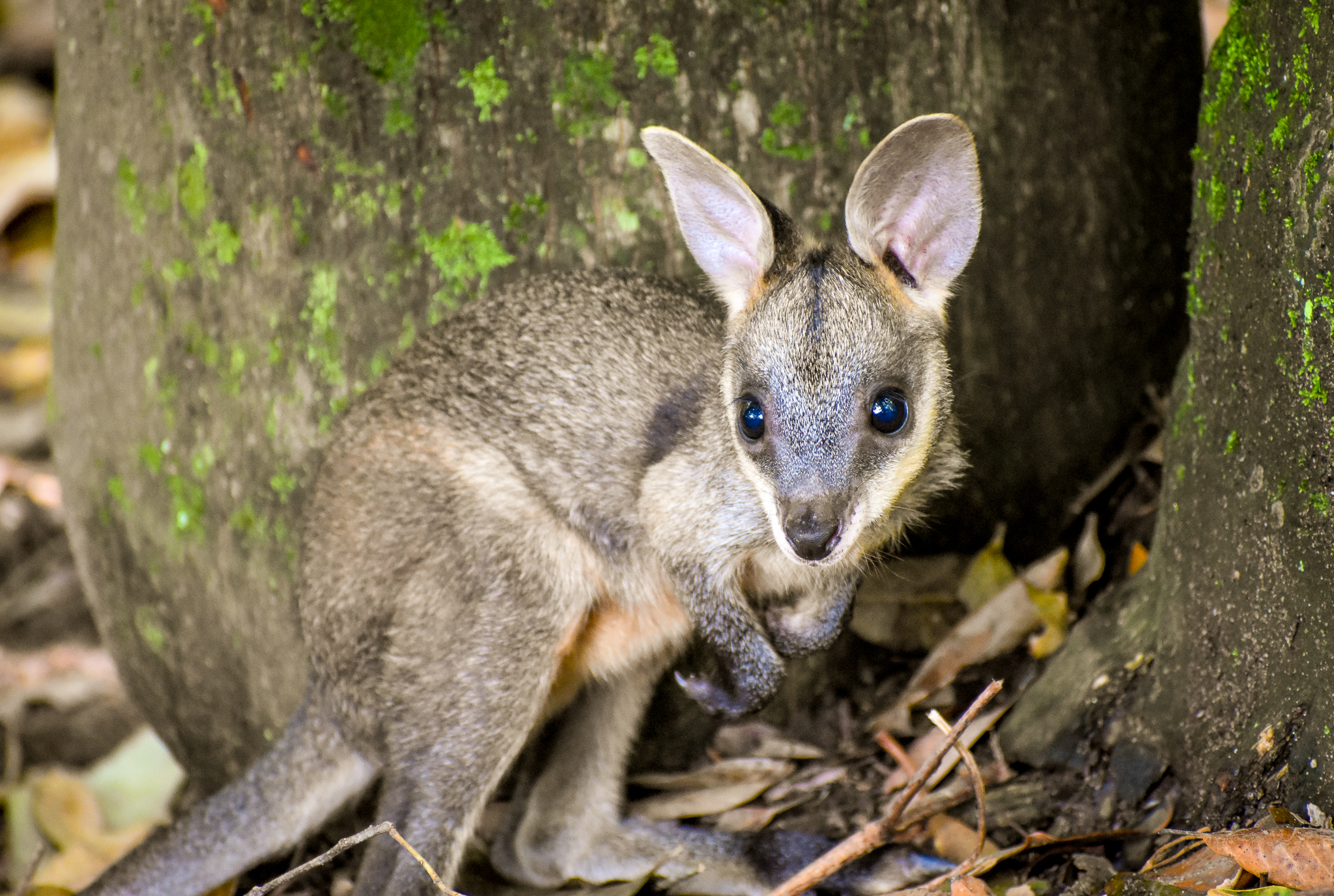 Swamp Wallaby Joey