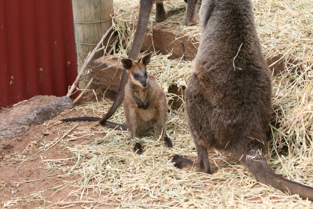 Swamp Wallaby joey