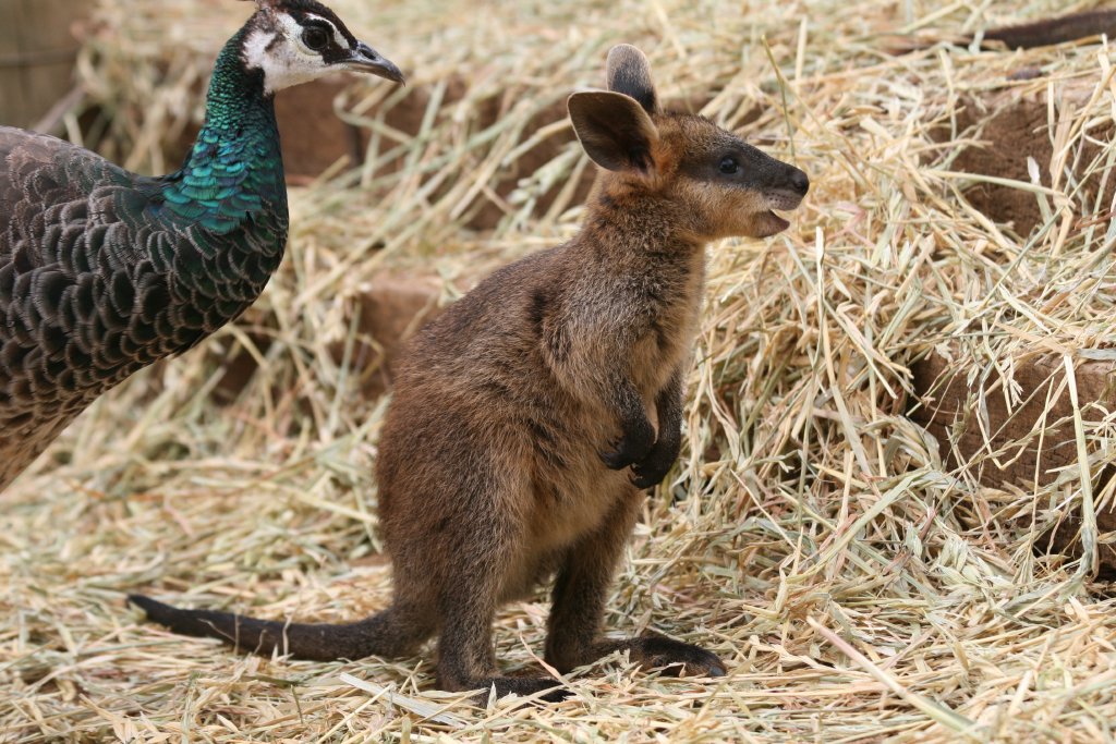 Swamp Wallaby joey