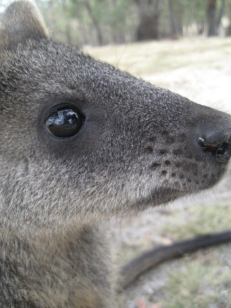 Swamp Wallaby juvenile closeup