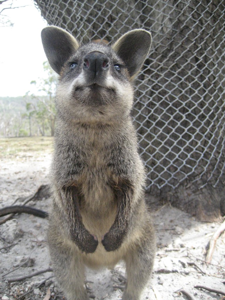 Swamp Wallaby juvenile