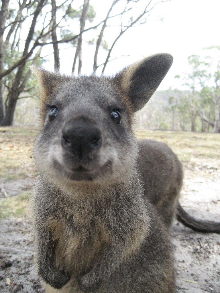 Swamp Wallaby juvenile