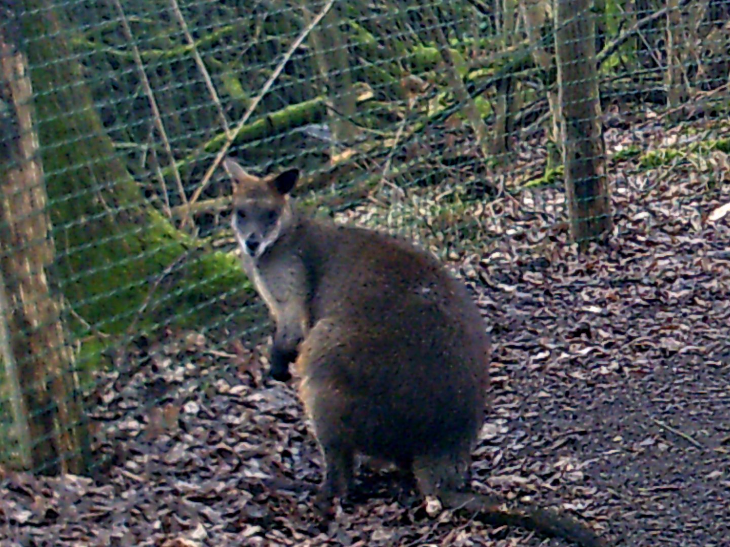 Swamp Wallaby, Kangaroo island, Aquazoo Friesland