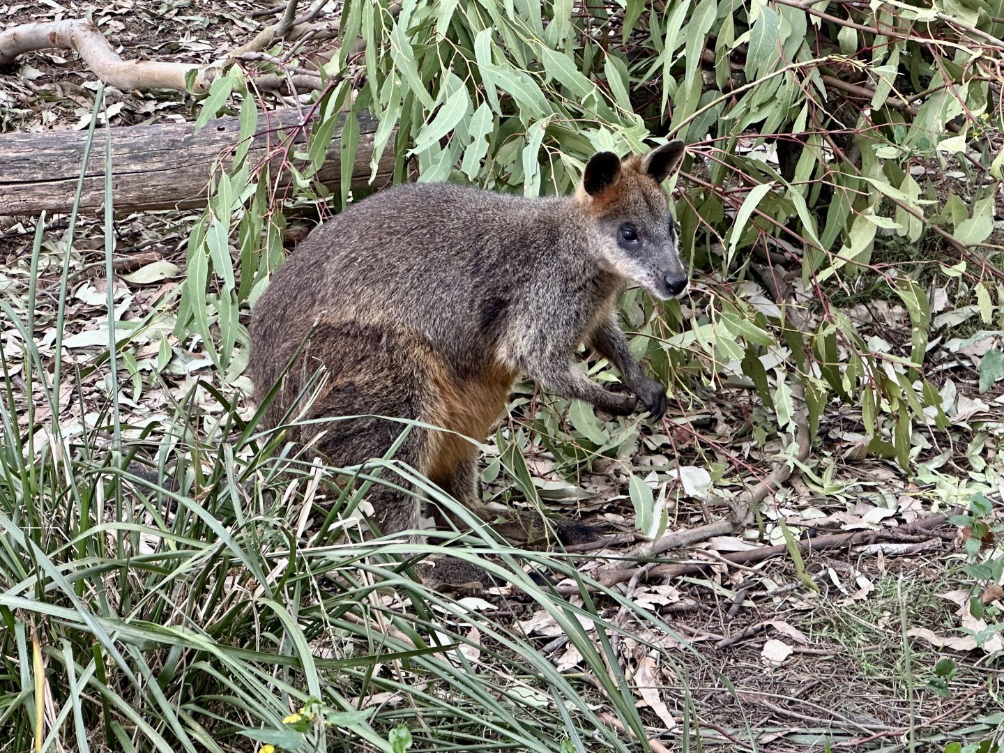 Swamp wallaby (Koala Conservation Reserve, Phillip Island)