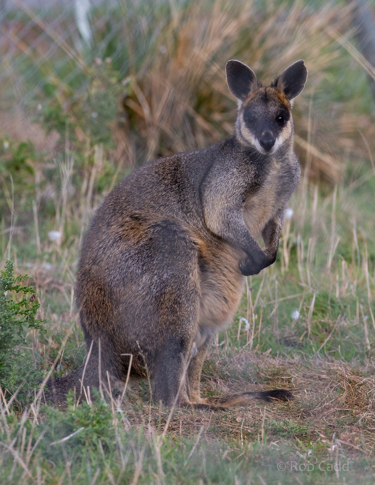 Swamp wallaby (Northern) : Hamerton : 23 Sep 2018
