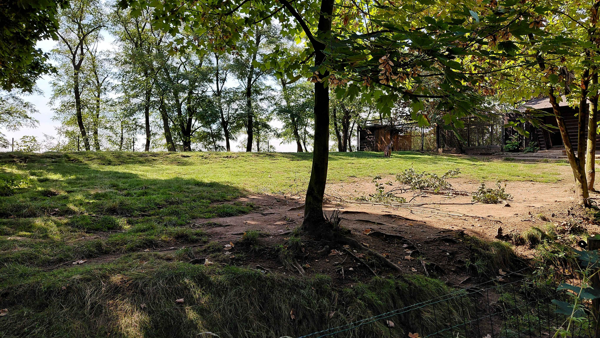 Swamp wallaby outdoor exhibit