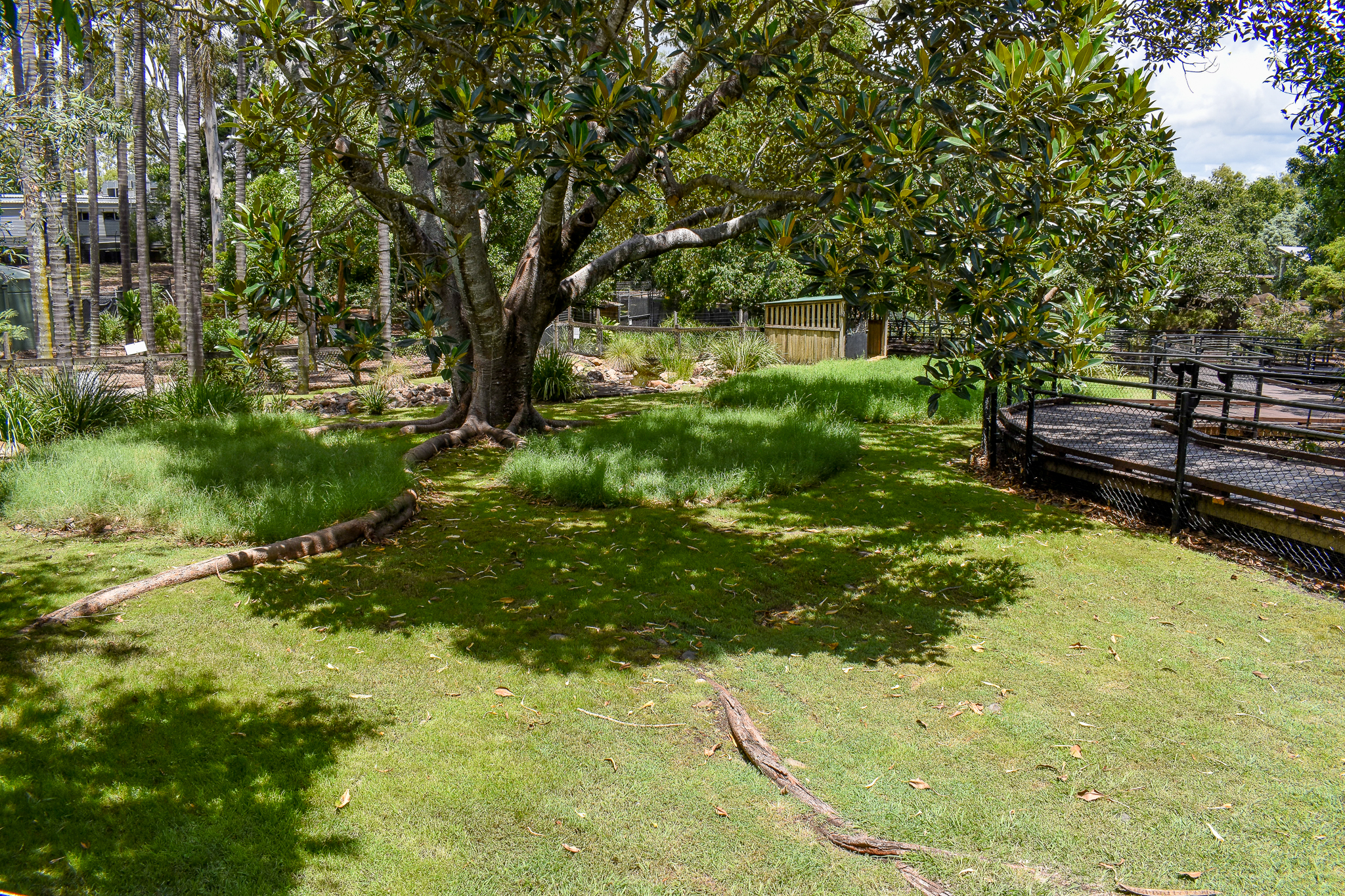 Swamp Wallaby/Pademelon Enclosure