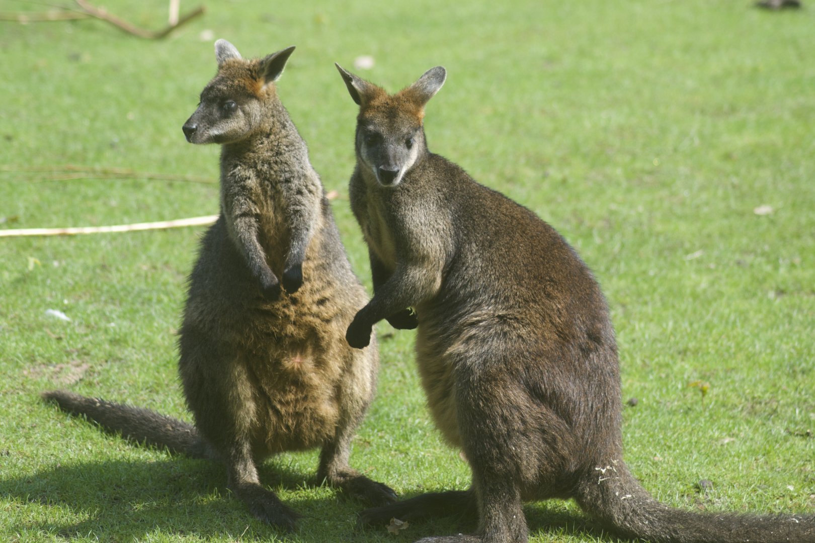 Swamp wallaby pair